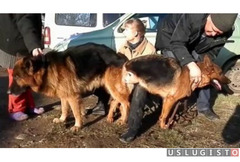Опытный инструктор по вязке собак всех пород Москва