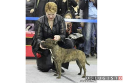 Дрессировка собак с выездом на дом Москва